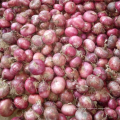 China red onion 50-70mm, new crop fresh onion export quality